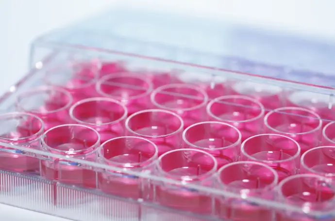 Equine IL-15 ELISA Kit